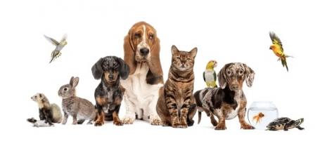 Service : garde animaux Service : garde animaux