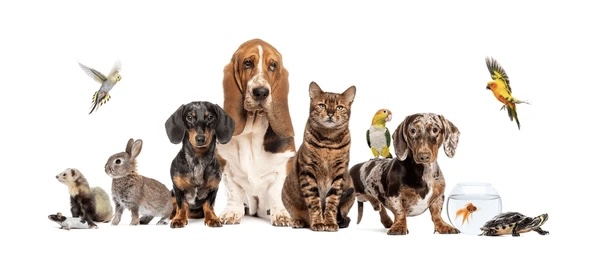 Service garde animaux 72 entre particuliers