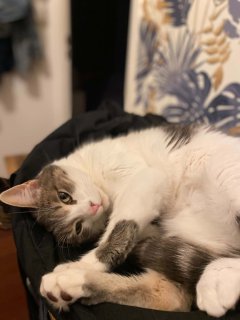 Service : chat