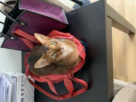 Service : chat Service : chat