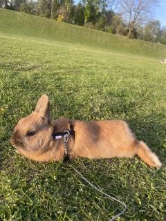 Location : logement contre service Location : logement contre service