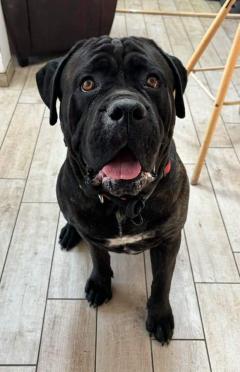 Service : chien Service : chien