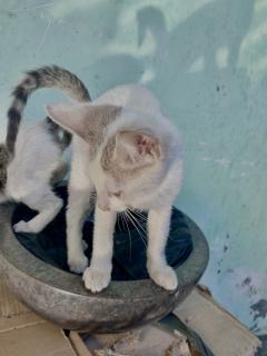 Service : chat Service : chat