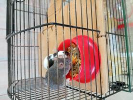 Service : rongeur Service : rongeur