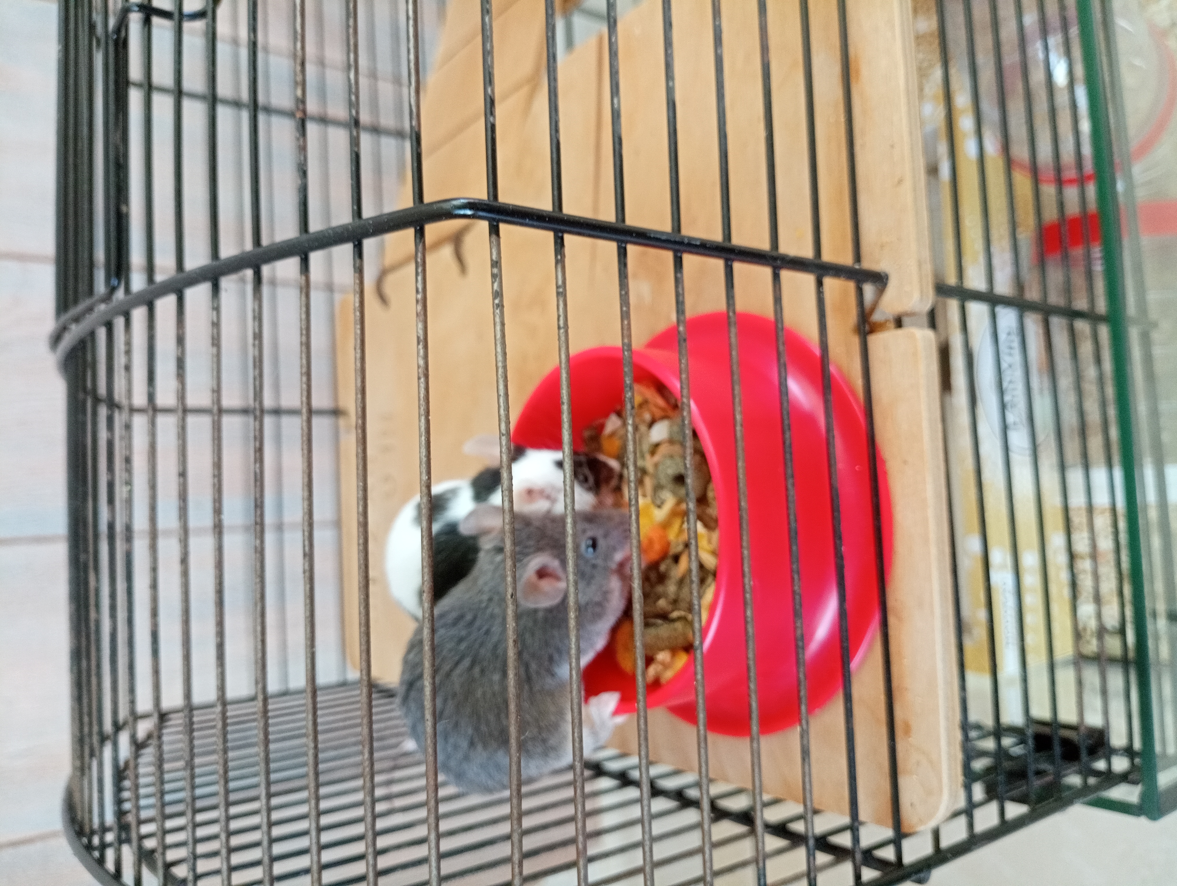 Service rongeur 64 entre particuliers