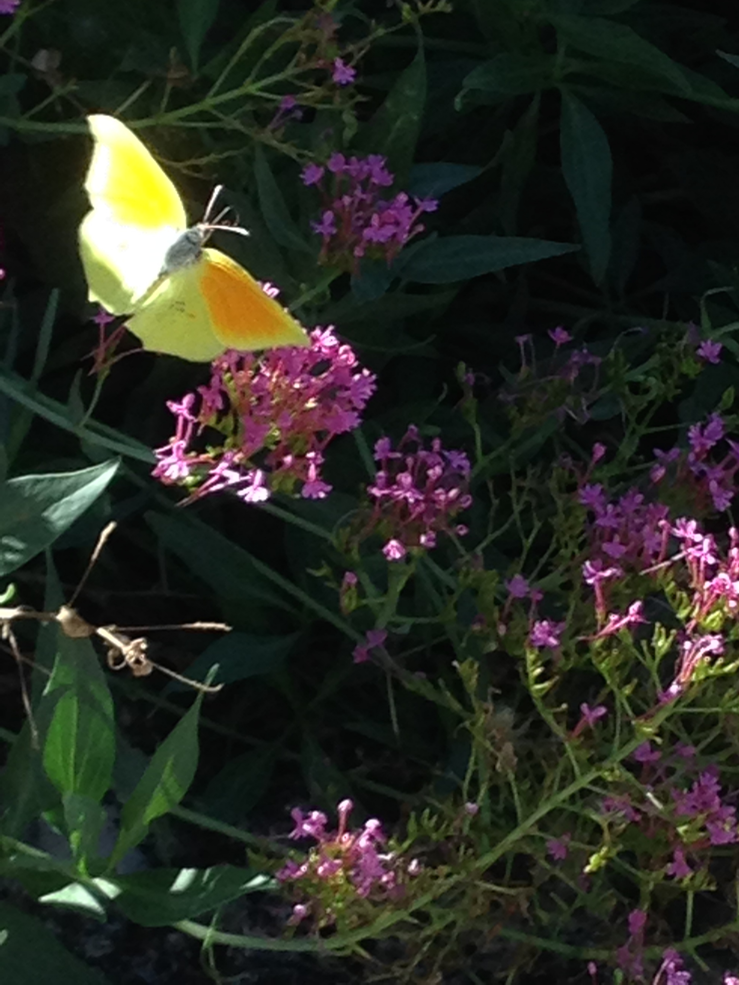 Location jardin potager 26 entre particuliers