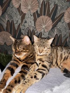 Demander ce catsitter