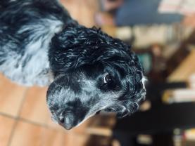 Service : chien Service : chien