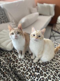 Service : garde animaux Service : garde animaux