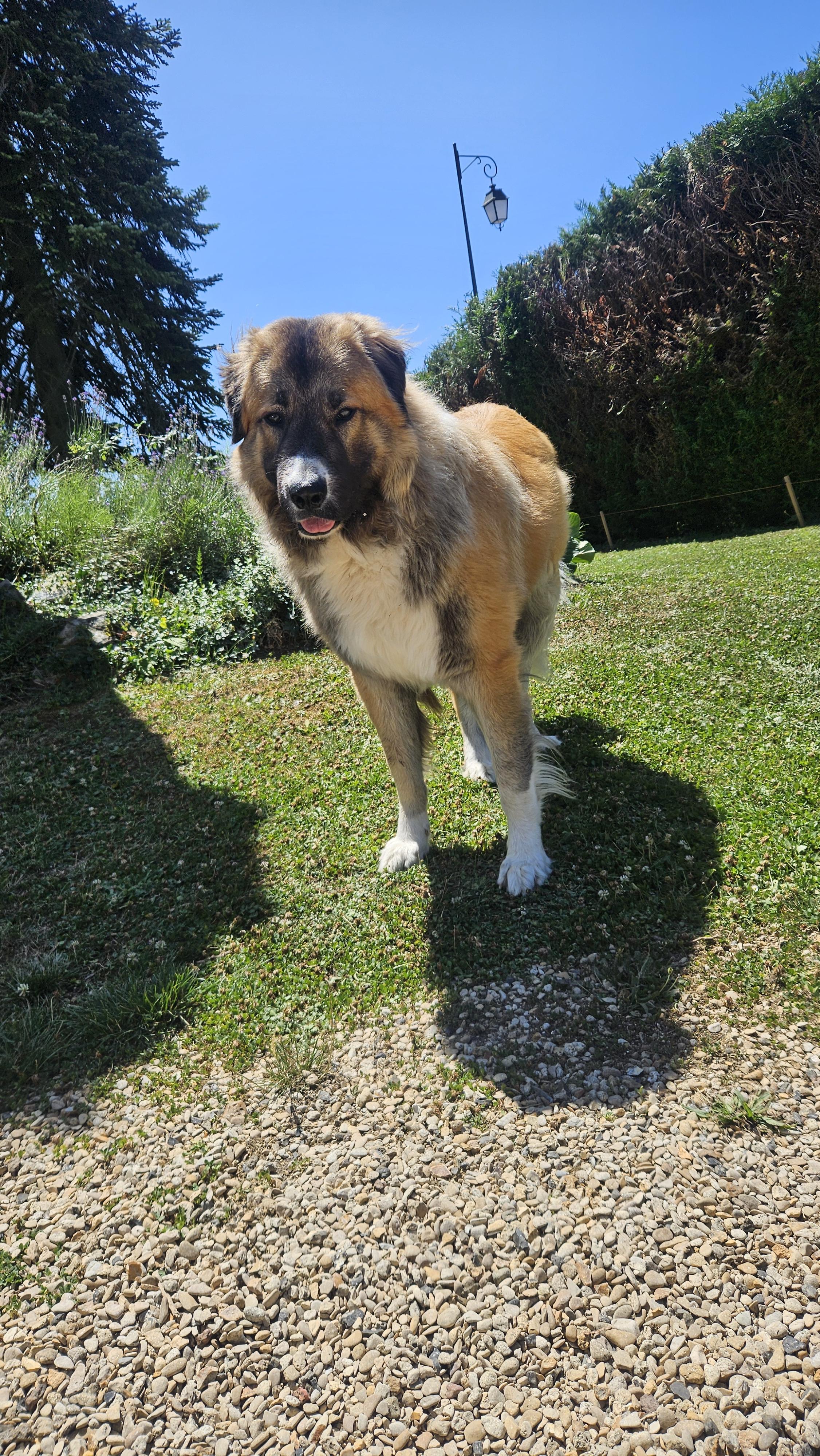 Service chien 02 entre particuliers