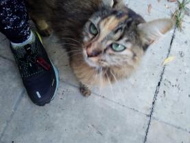 Demander ce catsitter