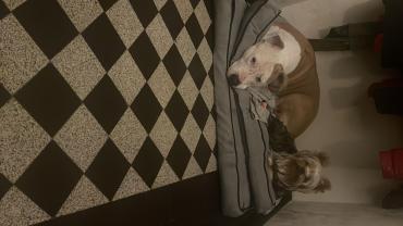 Service : garde animaux Service : garde animaux