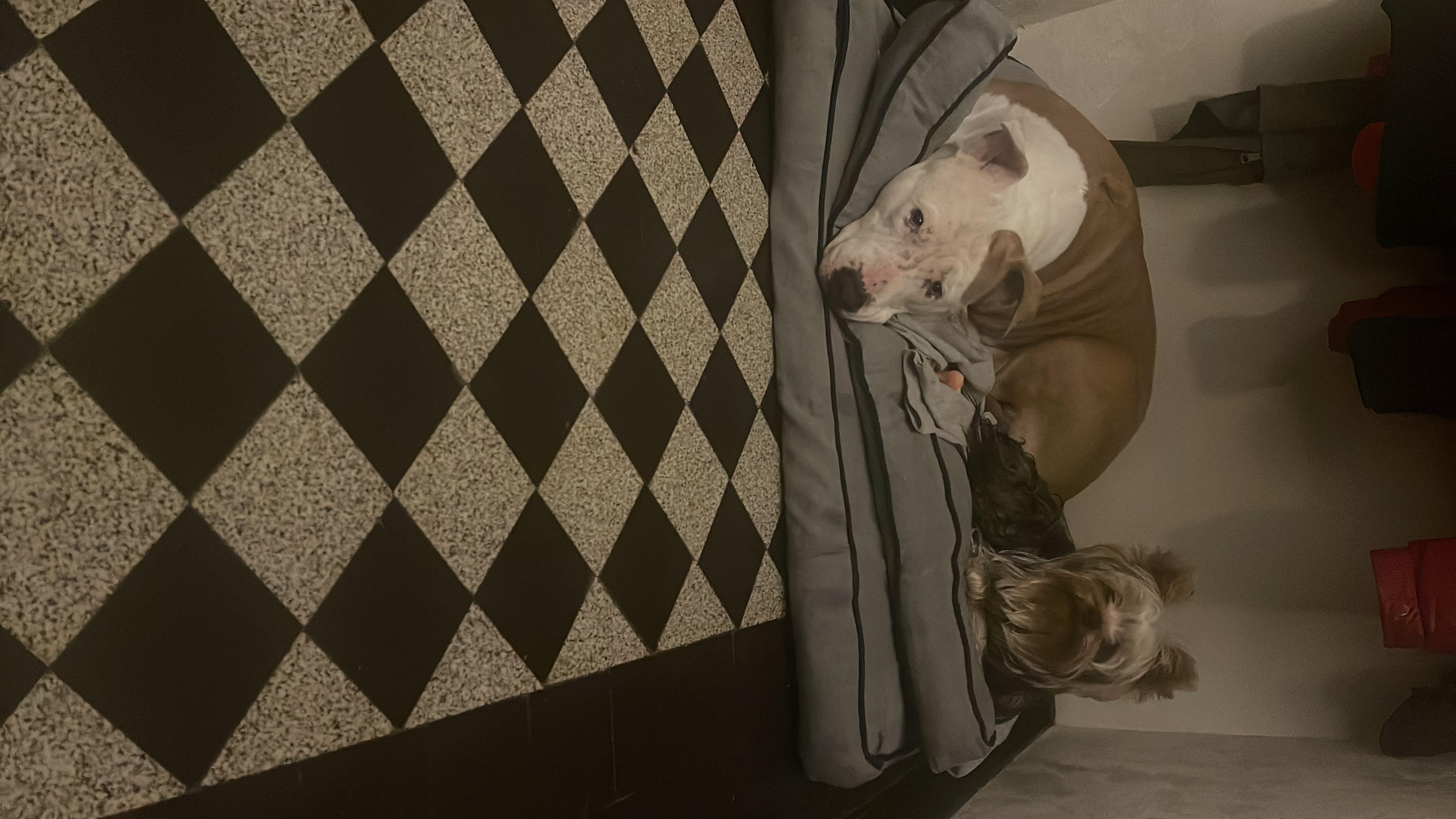 Service garde animaux 28 entre particuliers