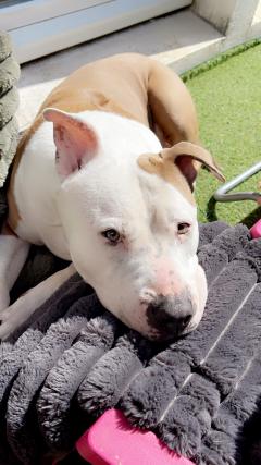 Service : chien Service : chien