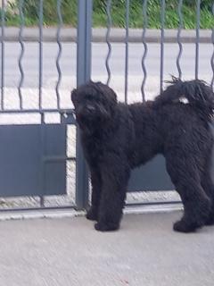 Service : chien Service : chien