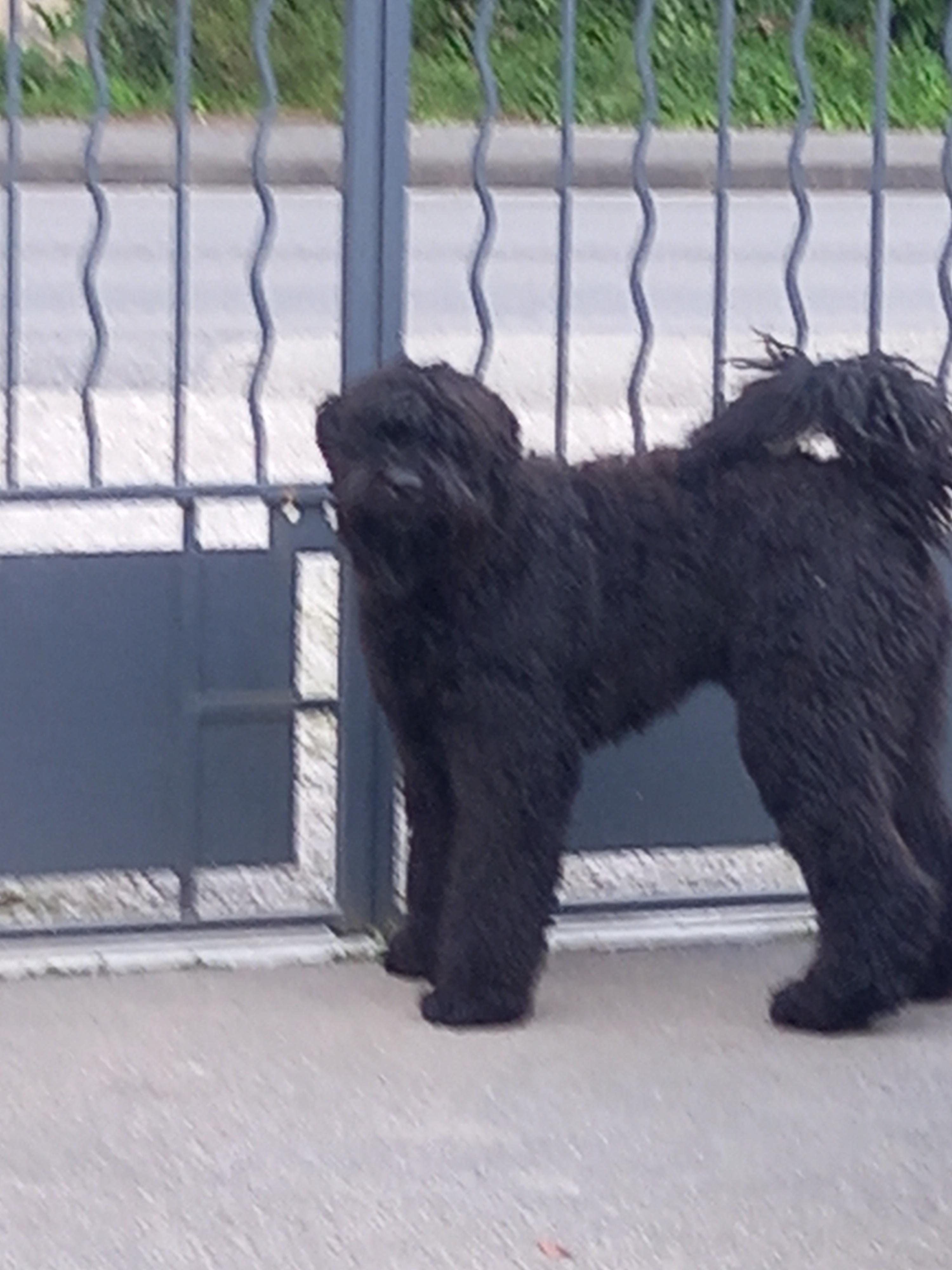 Service chien 01 entre particuliers