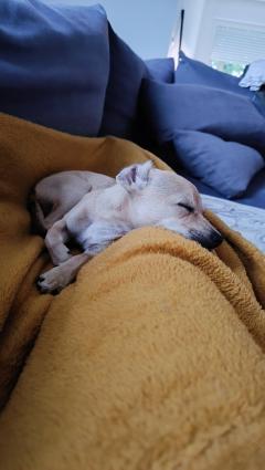 Service : chien Service : chien