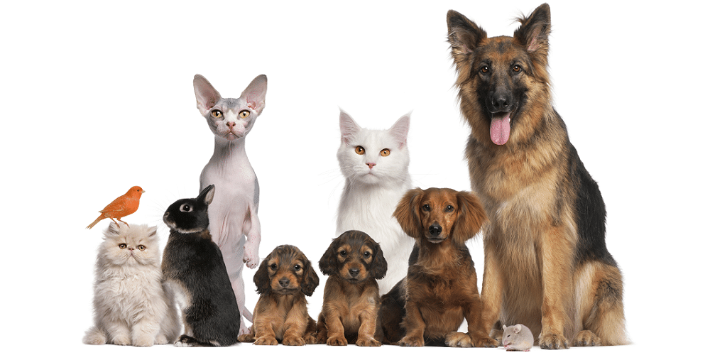 Service garde animaux 77 entre particuliers
