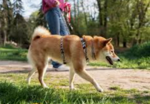 Demander un promeneur