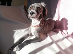 Service : garde animaux Service : garde animaux