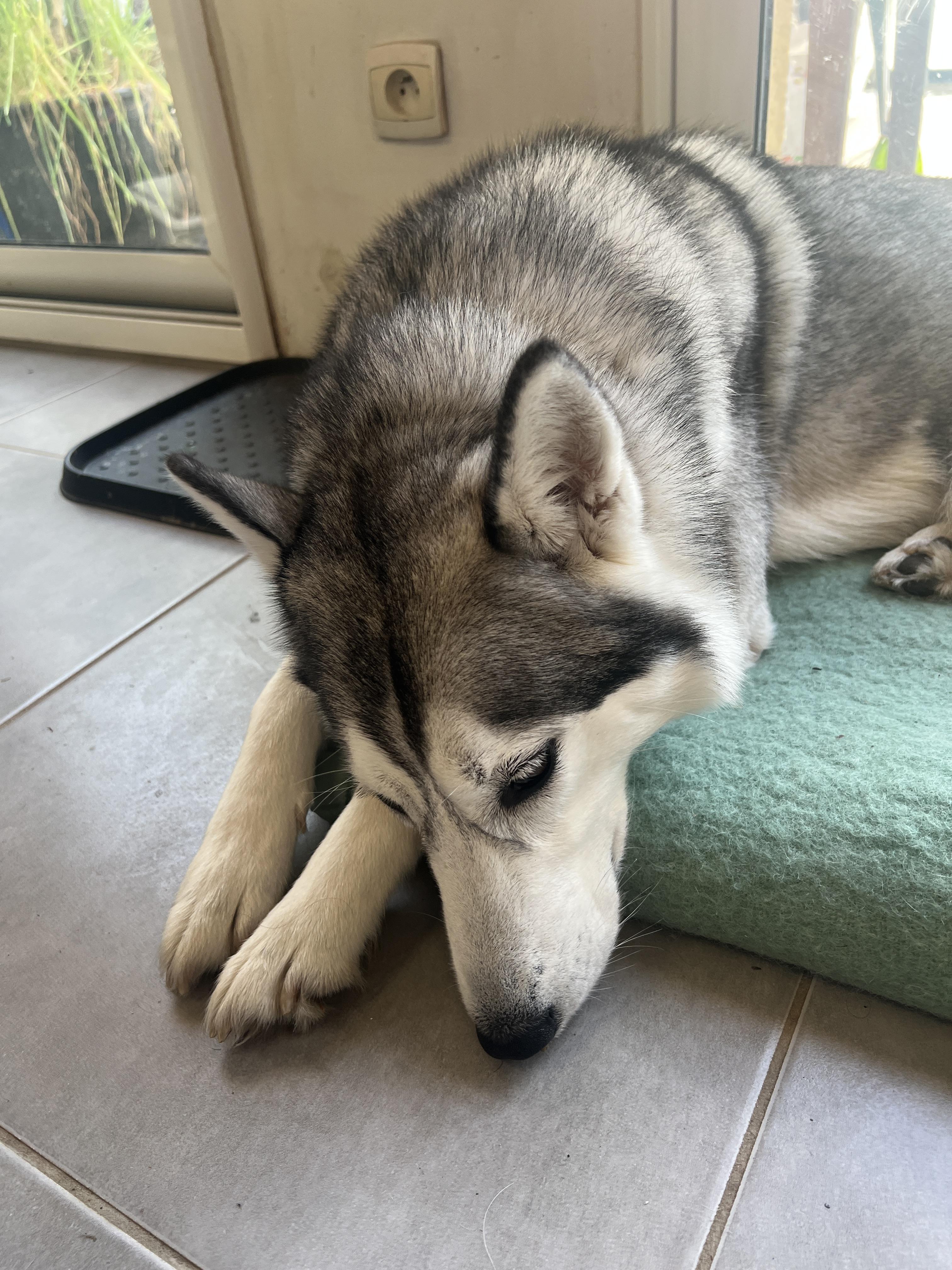 Service chien 72 entre particuliers