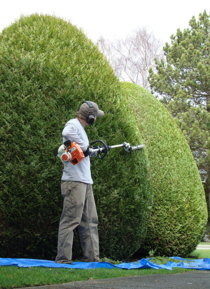 Service elagage 25 entre particuliers