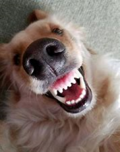 Service : garde animaux Service : garde animaux