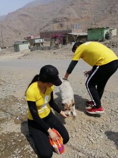 Service : garde animaux Service : garde animaux