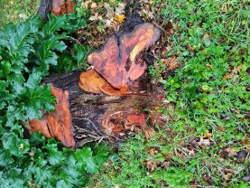 Location : tronconneuse Location : tronconneuse