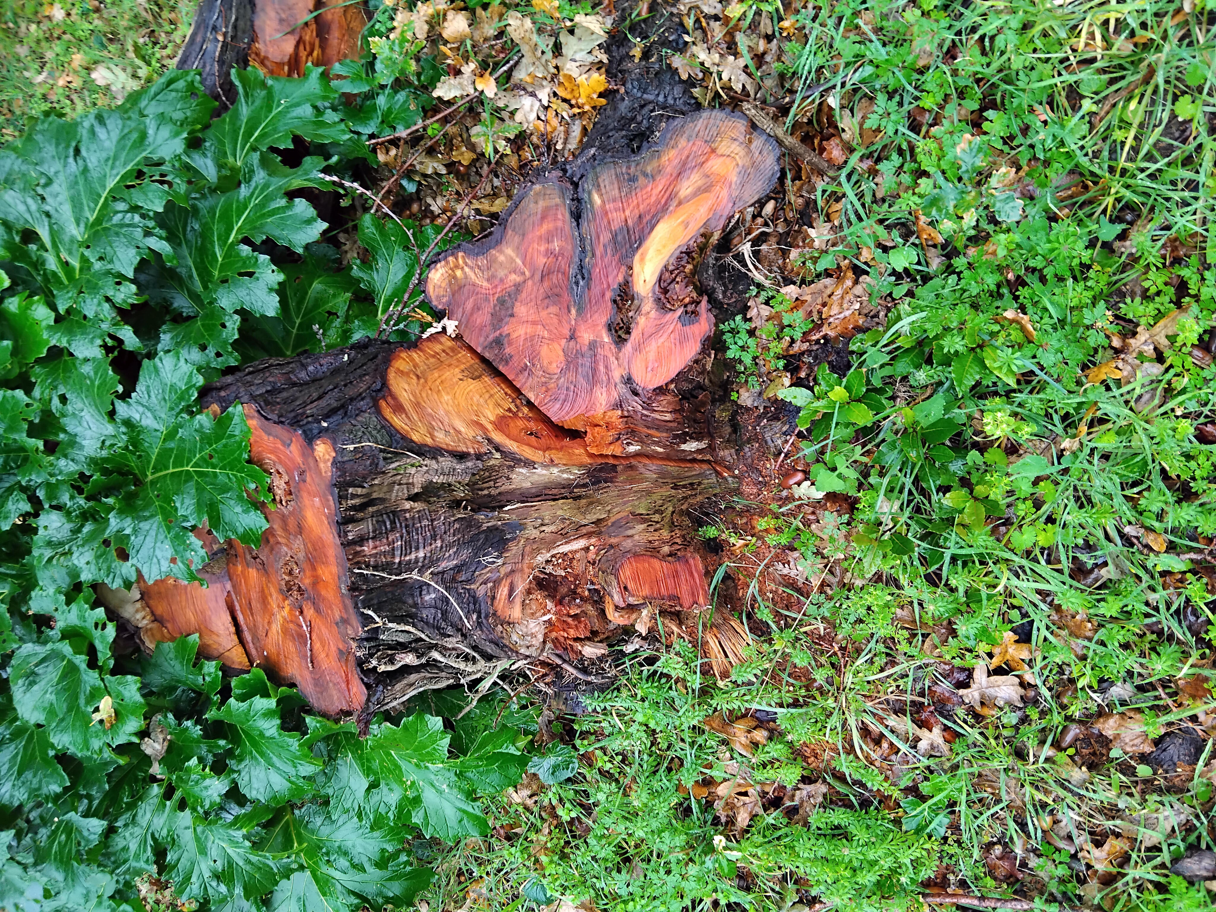 Location tronconneuse 40 entre particuliers