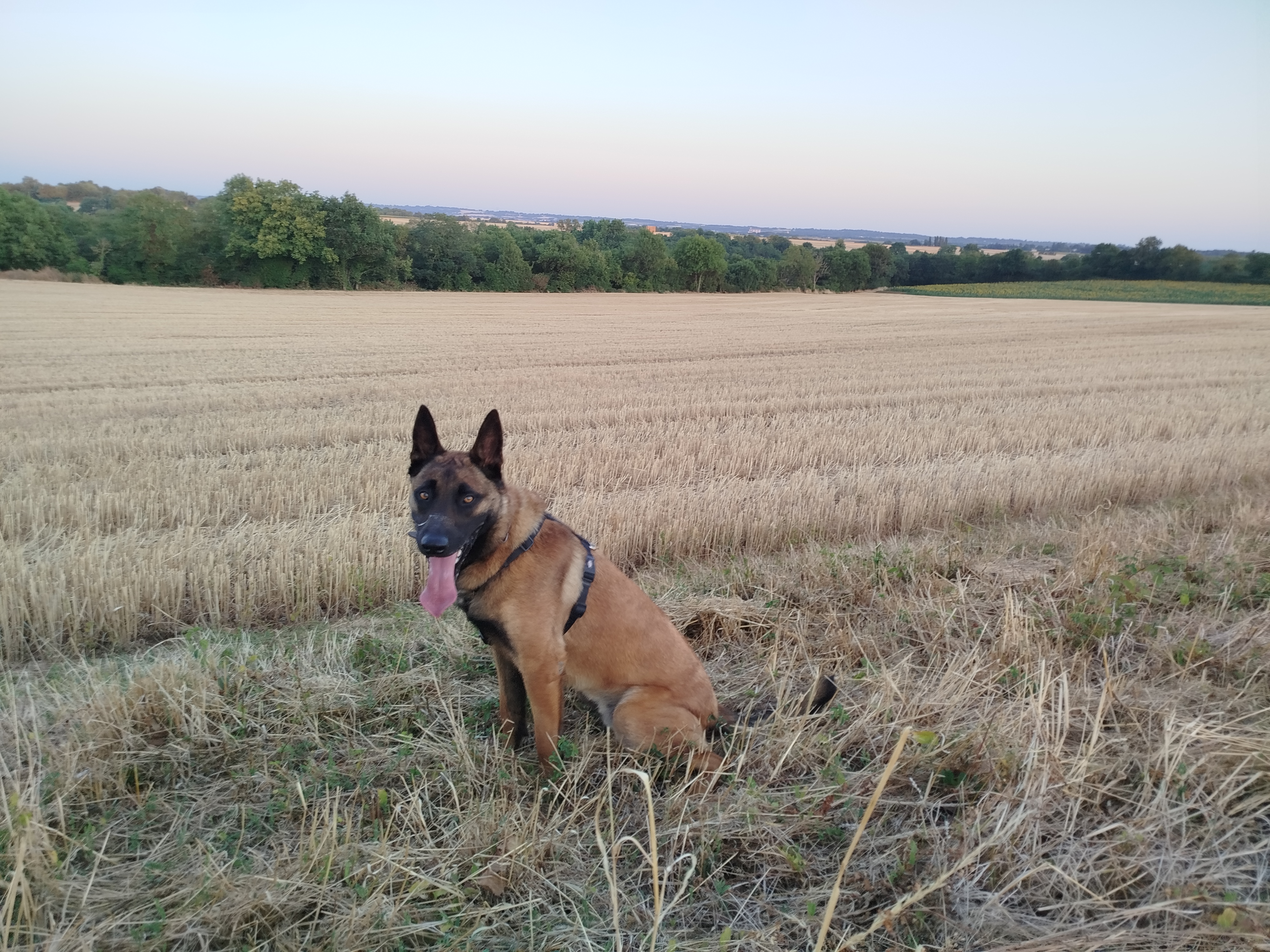 Service chien 79 entre particuliers