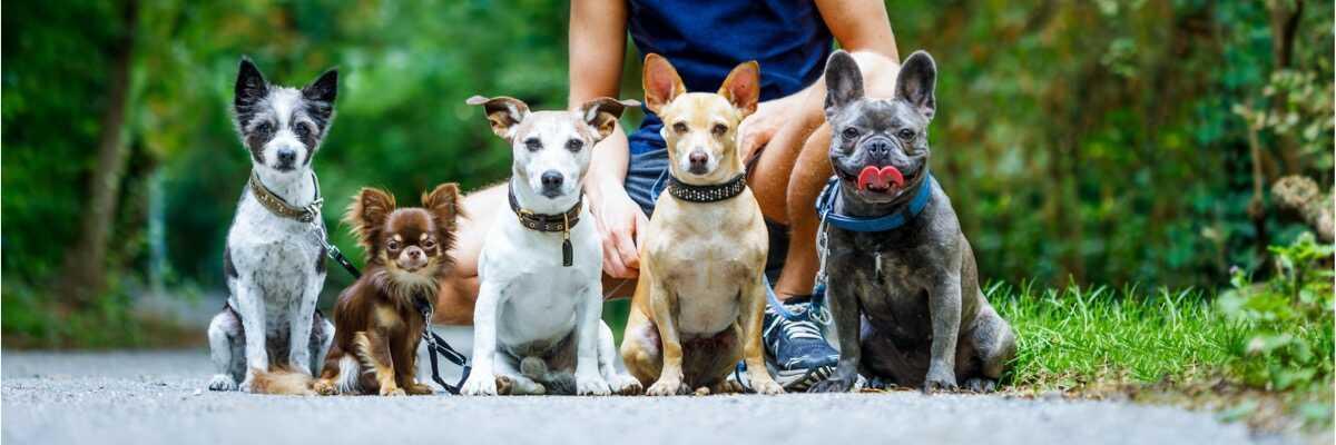 Service chien 29 entre particuliers