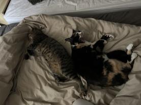 Service : chat Service : chat