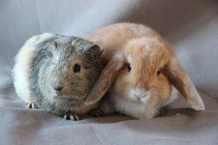 Service : garde lapin Service : garde lapin