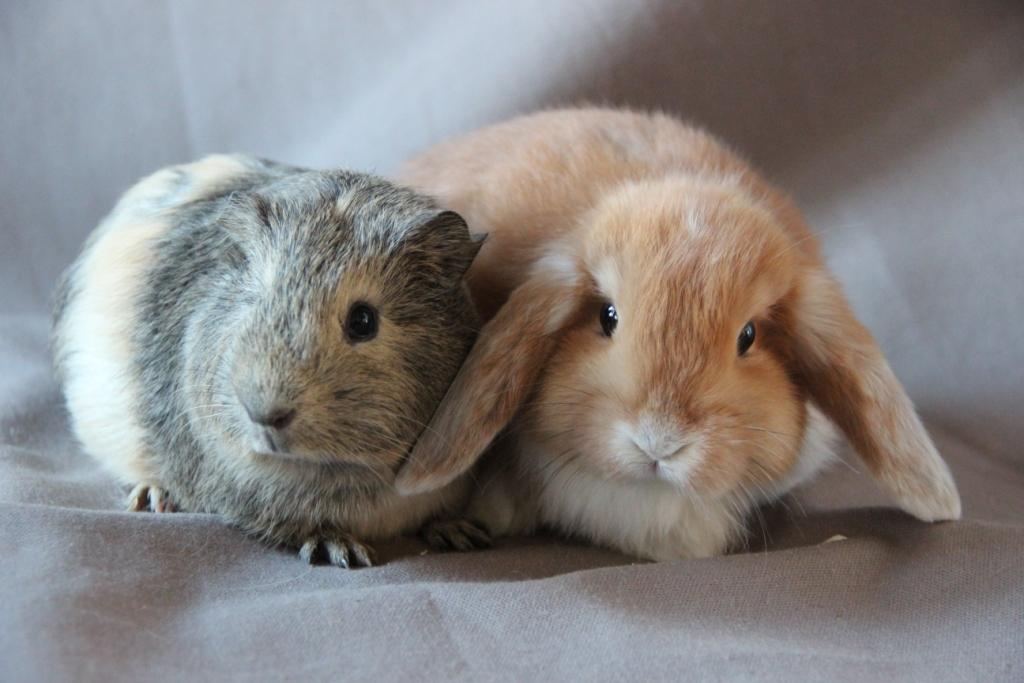 Service garde lapin 91 entre particuliers