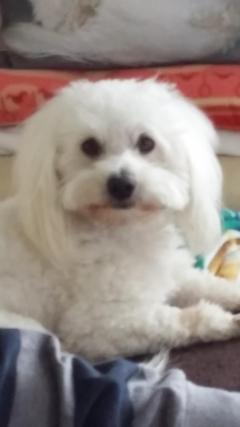 Service : chien Service : chien