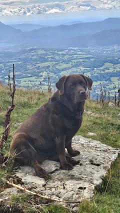 Demander ce petsitter