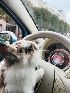 Service : garde animaux Service : garde animaux