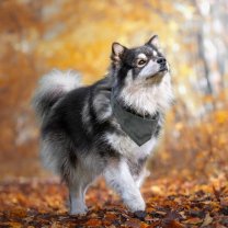 Service : promeneur chien