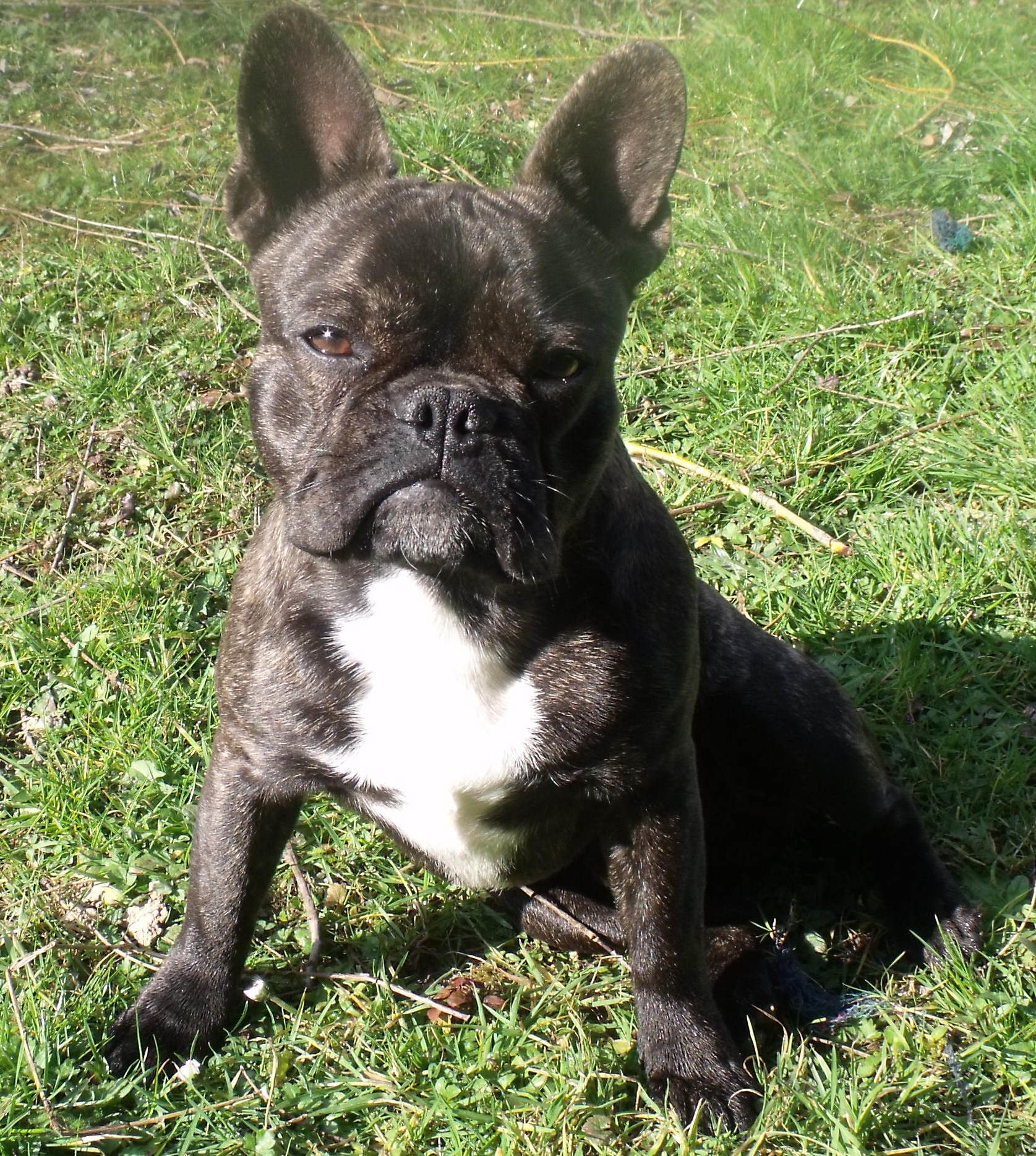 Service chien 66 entre particuliers