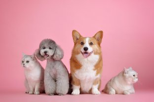 Service : garde animaux