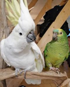 Service : oiseaux Service : oiseaux