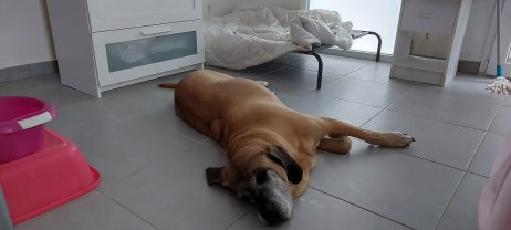 Service : chien Service : chien