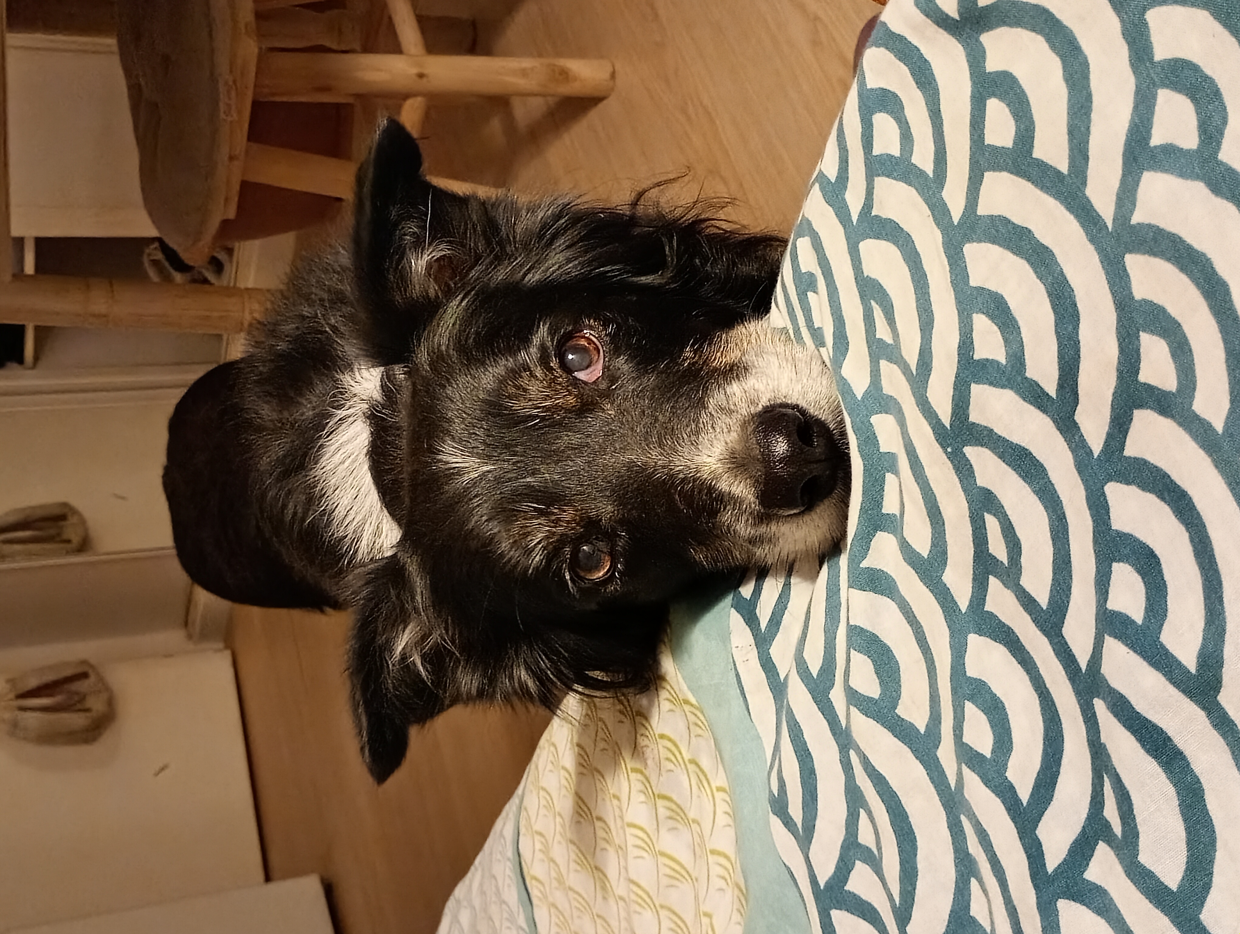 Service garde animaux 83 entre particuliers