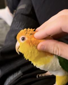 Service : oiseaux Service : oiseaux