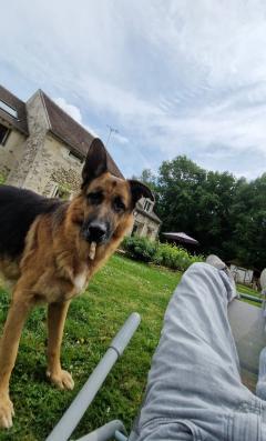 Service : promeneur chien Service : promeneur chien