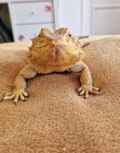 Service : garde animaux