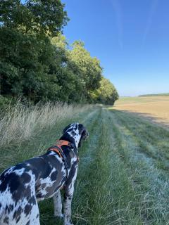 Service : promeneur chien Service : promeneur chien