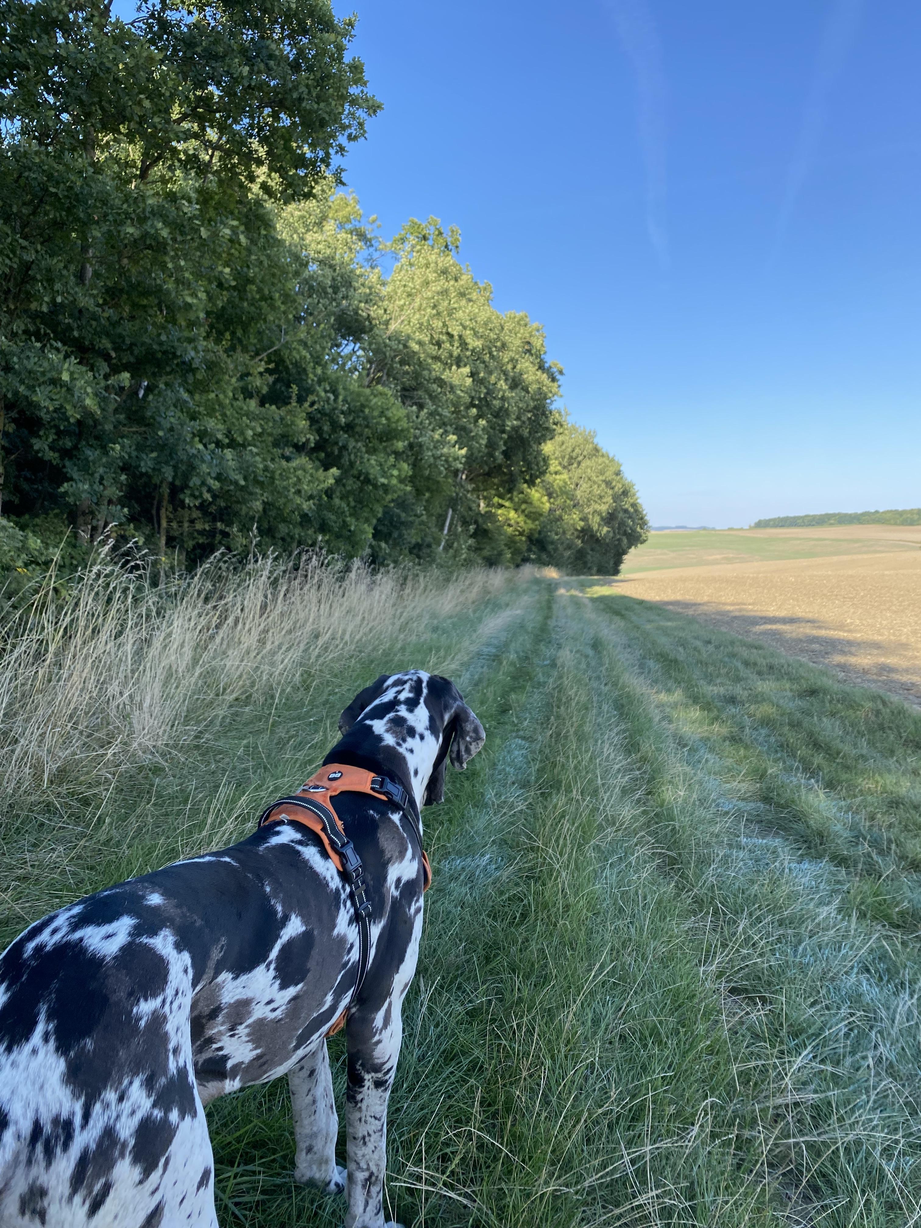 Service promeneur chien 51 entre particuliers