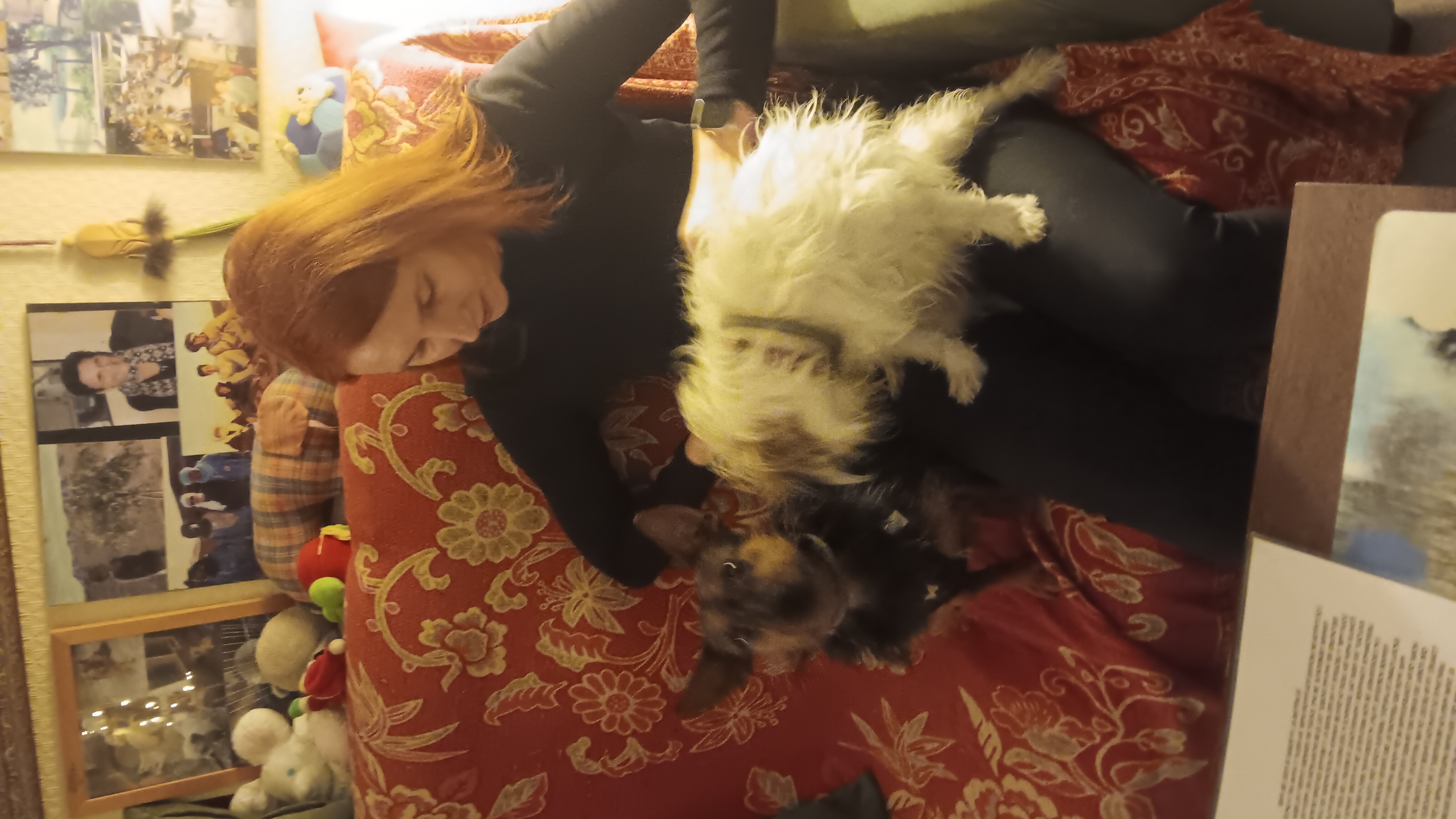 Service promeneur chien 45 entre particuliers